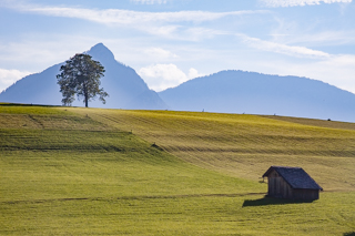 reduzierte Berglandschaft, im Vordergrund Gras, eine Schäune, in der Mitte auf dem Hügel ein einziger Baum, Im Hintergrund eine Bergkette
