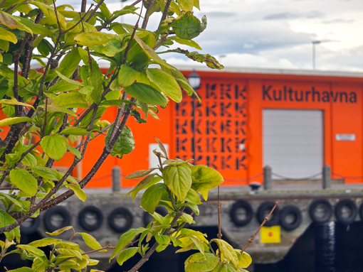 Grüne Blätter im Vordergrund scharf, Kulturhavna-Gebäude in Orange im Hintergrund unscharf – Beispiel für visuelles Storytelling mit selektiver Schärfe in der Smartphone-Fotografie.